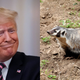 Illustration for article titled New book accidentally humanizes Trump by showing hes more interested in badgers than doing his job